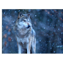 Wolf in a snowfall - edible...